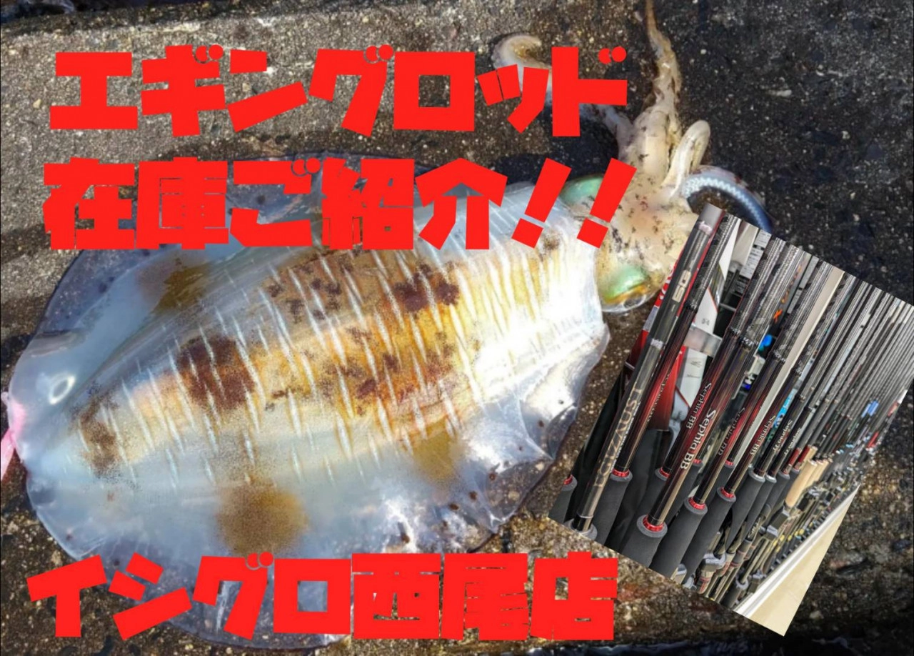 モンスターアオリ出現！今年の三河湾はエギング好調！？エギング